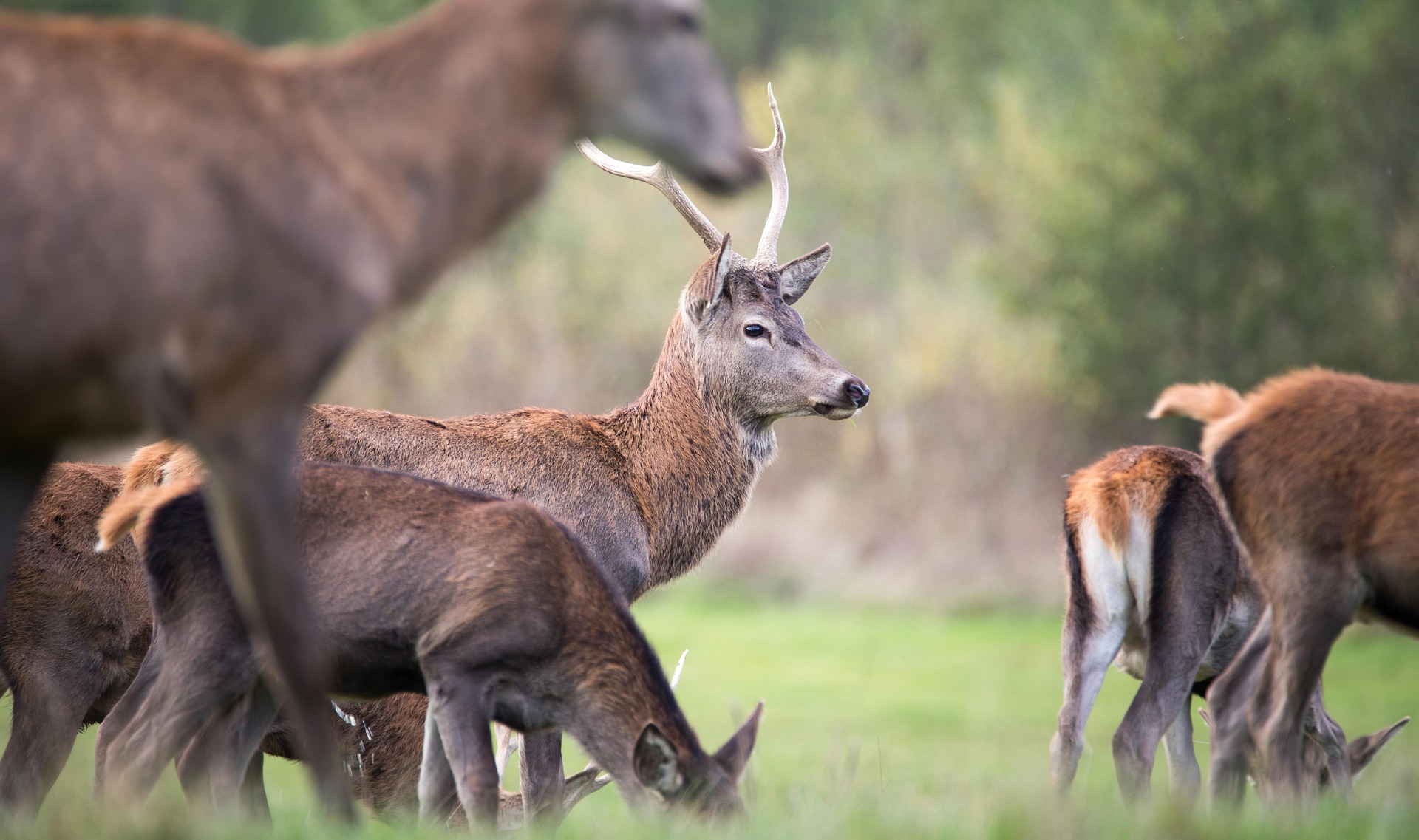 Deer control and population management